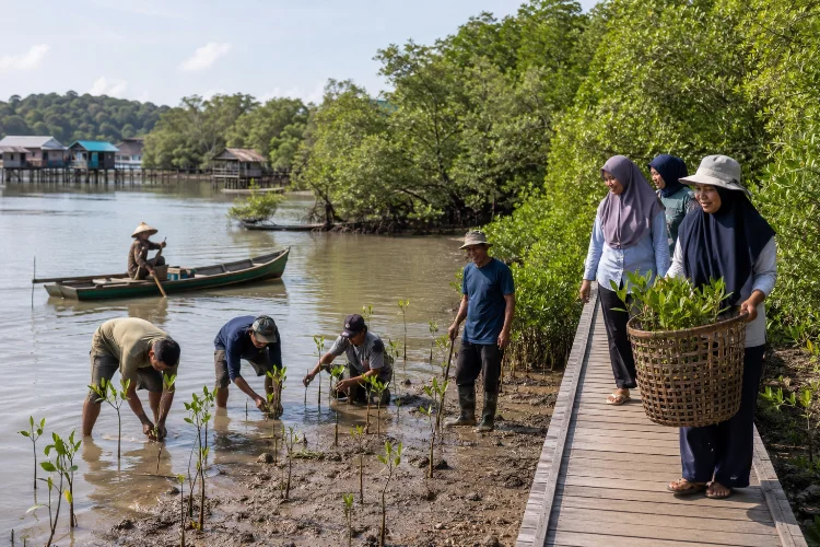 Konservasi Mangrove di Desa Pengudang Bintan yang Menginspirasi