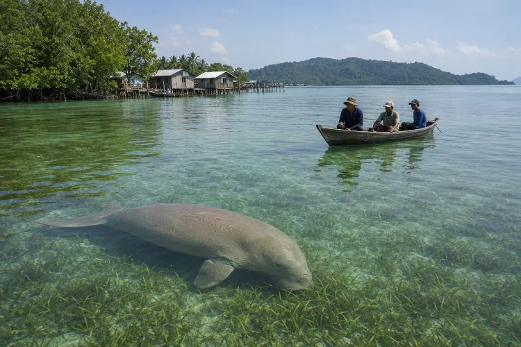 Mengenal Dugong dan Padang Lamun di Desa Pengudang Bintan