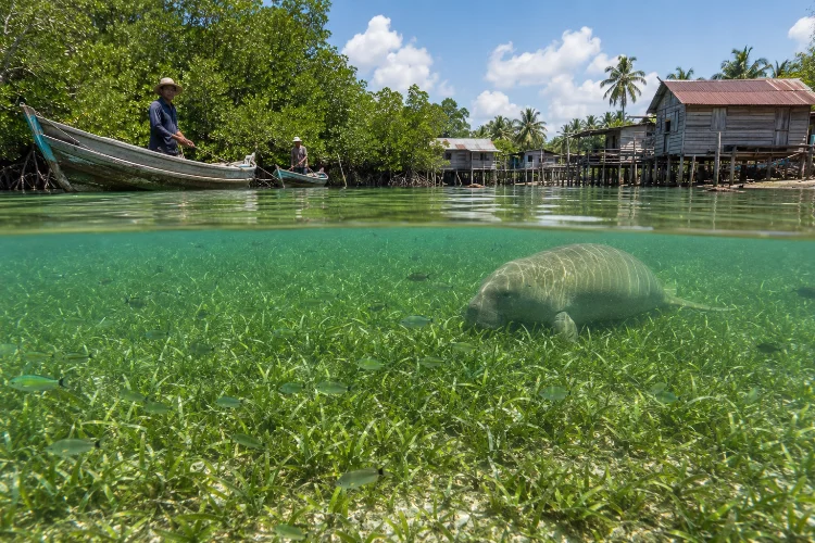 Mengapa Padang Lamun Penting bagi Laut Pengudang?