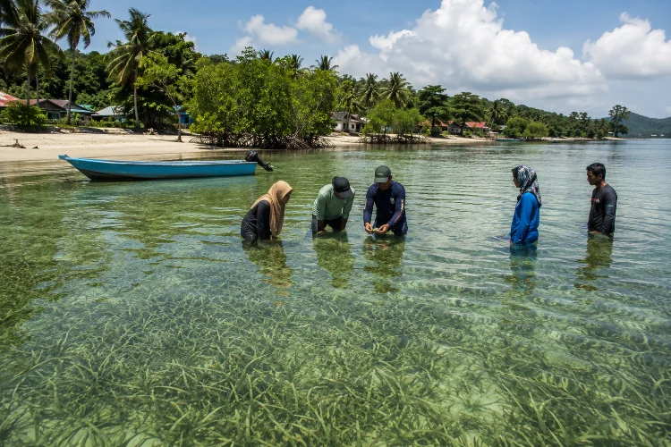 Sejarah Konservasi Padang Lamun di Desa Pengudang Bintan
